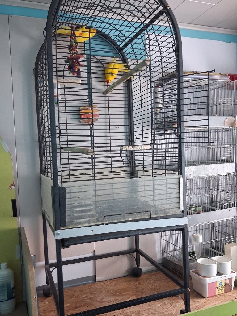 2 kakarikis met papegaai kooi, Dieren en Toebehoren, Vogels | Parkieten en Papegaaien, Mannelijk, Papegaai
