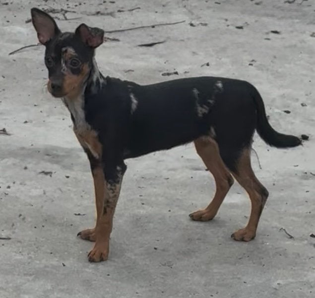 Puberpuppy pinscher teefje, Animaux & Accessoires, 15 semaines à 1 an, Maladie de Carré (chiens), Belgique, Éleveur | Professionnel