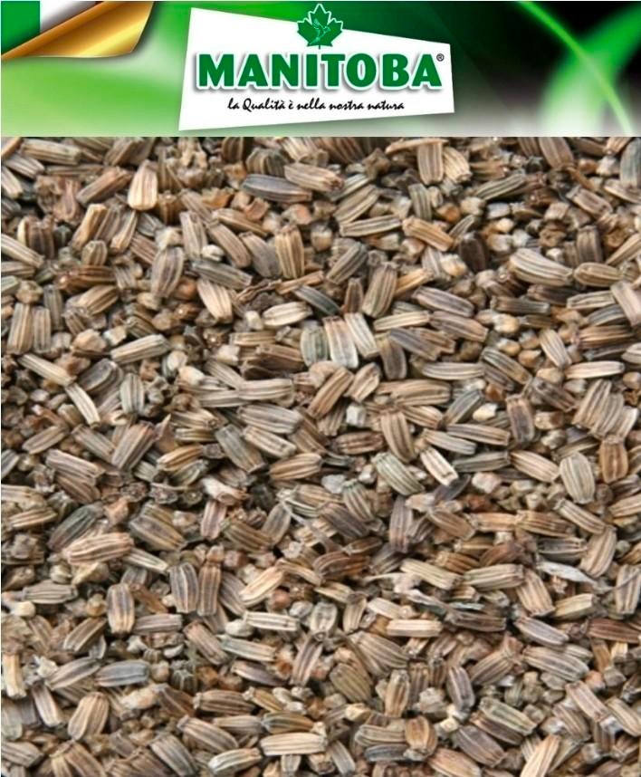 Pomme de terre de semence de chardon 500 grammes Manitoba, Enlèvement