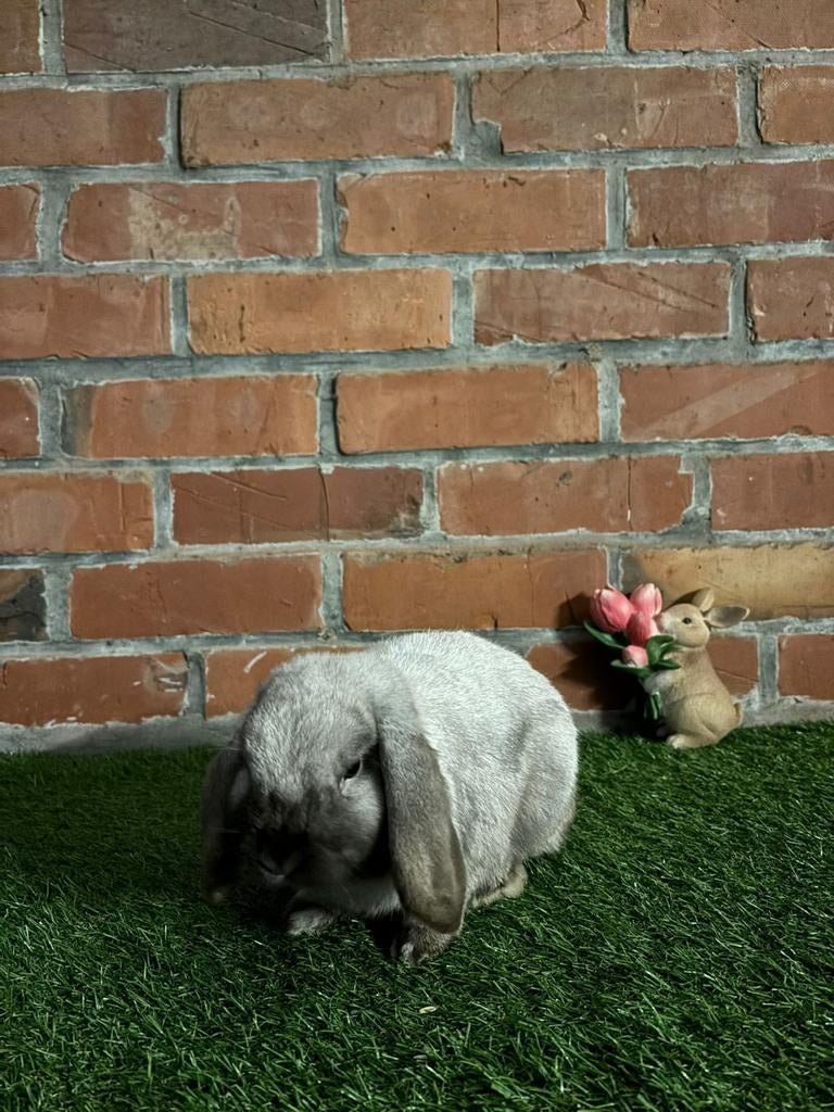 Nederlandse dwerghangoren, Dieren en Toebehoren, Konijnen, Mannelijk, Dwerg, Hangoor