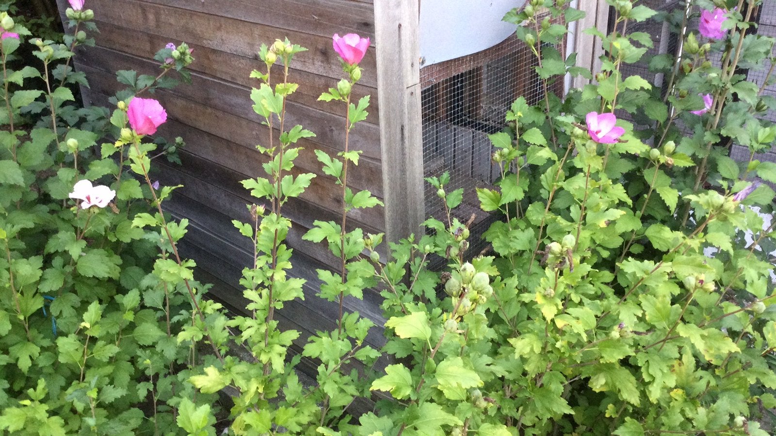 Hibiscus, Ophalen of Verzenden