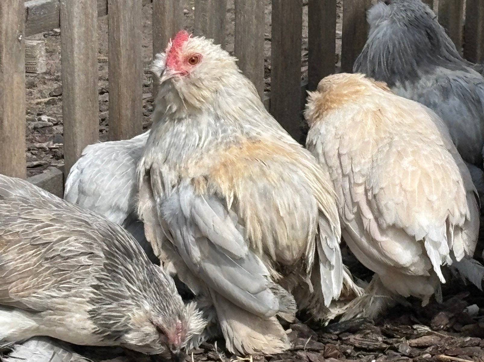 Everbergse baardkriel haan, Dieren en Toebehoren, Pluimvee, Mannelijk, Kip