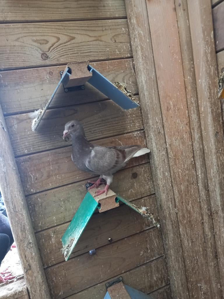 Kleurpostduif, Dieren en Toebehoren, Vogels | Duiven, Geslacht onbekend, Postduif