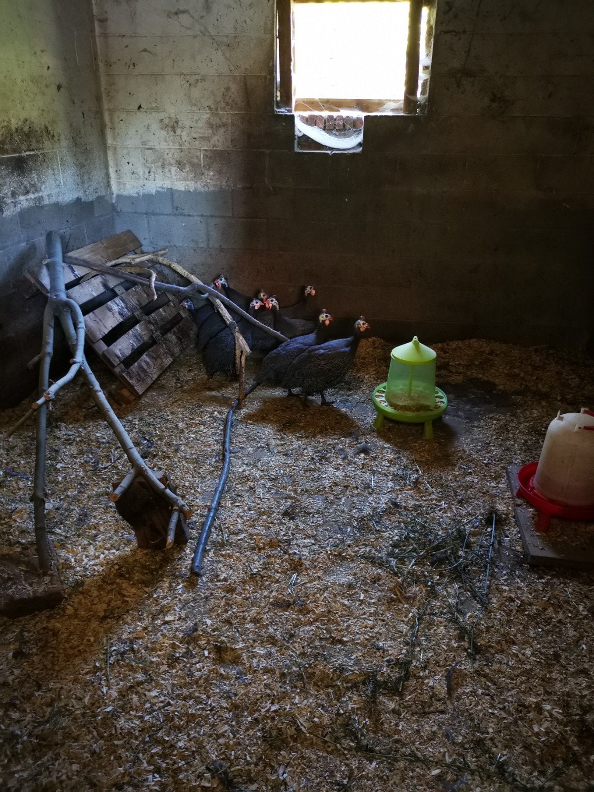 pintades, Avril, Sexe inconnu