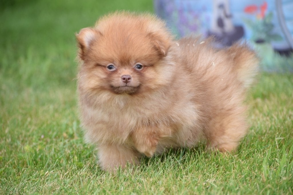 Keeshond, pygmée, Spitz, chiot de Poméranie, Loulou, Plusieurs, Belgique, Plusieurs animaux