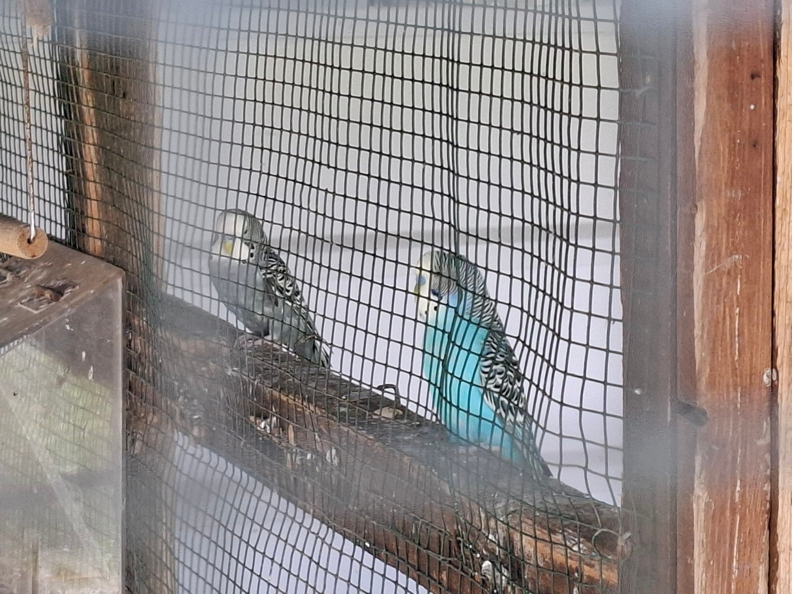Parkieten blackface blauw en grijs, Dieren en Toebehoren