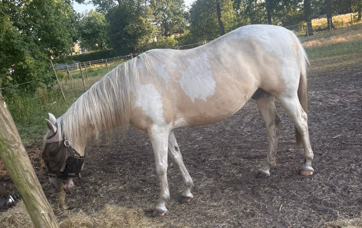 Prachtige D-pony te lease – mag op verplaatsing, Dieren en Toebehoren, Ruin, M