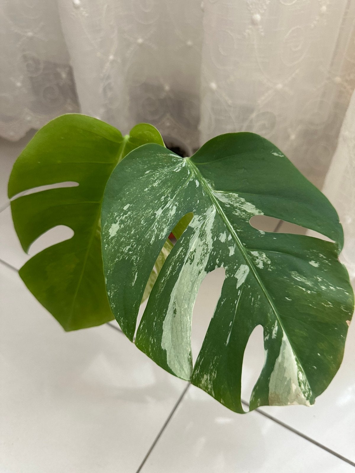Bouture monstera albo variegata, Autres espèces, En pot, Moins de 100 cm, Enlèvement