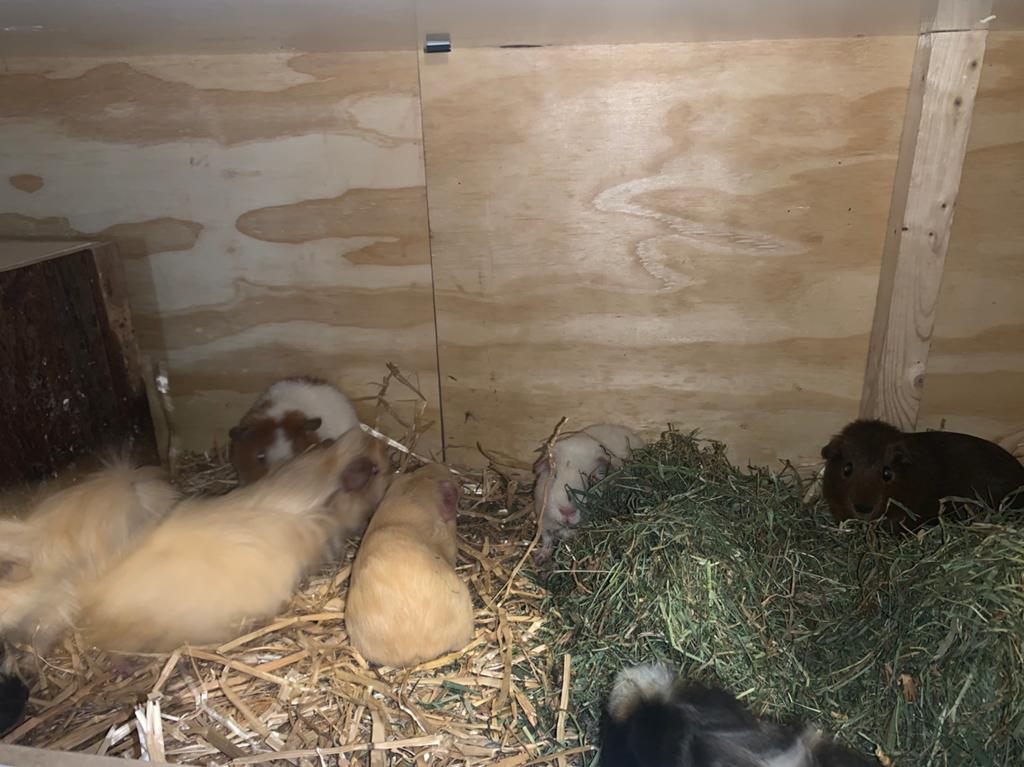 (Ras) Cavia zeugjes en beertjes vanaf 4 weken, Dieren en Toebehoren, Cavia, April, Meerdere dieren, Tam