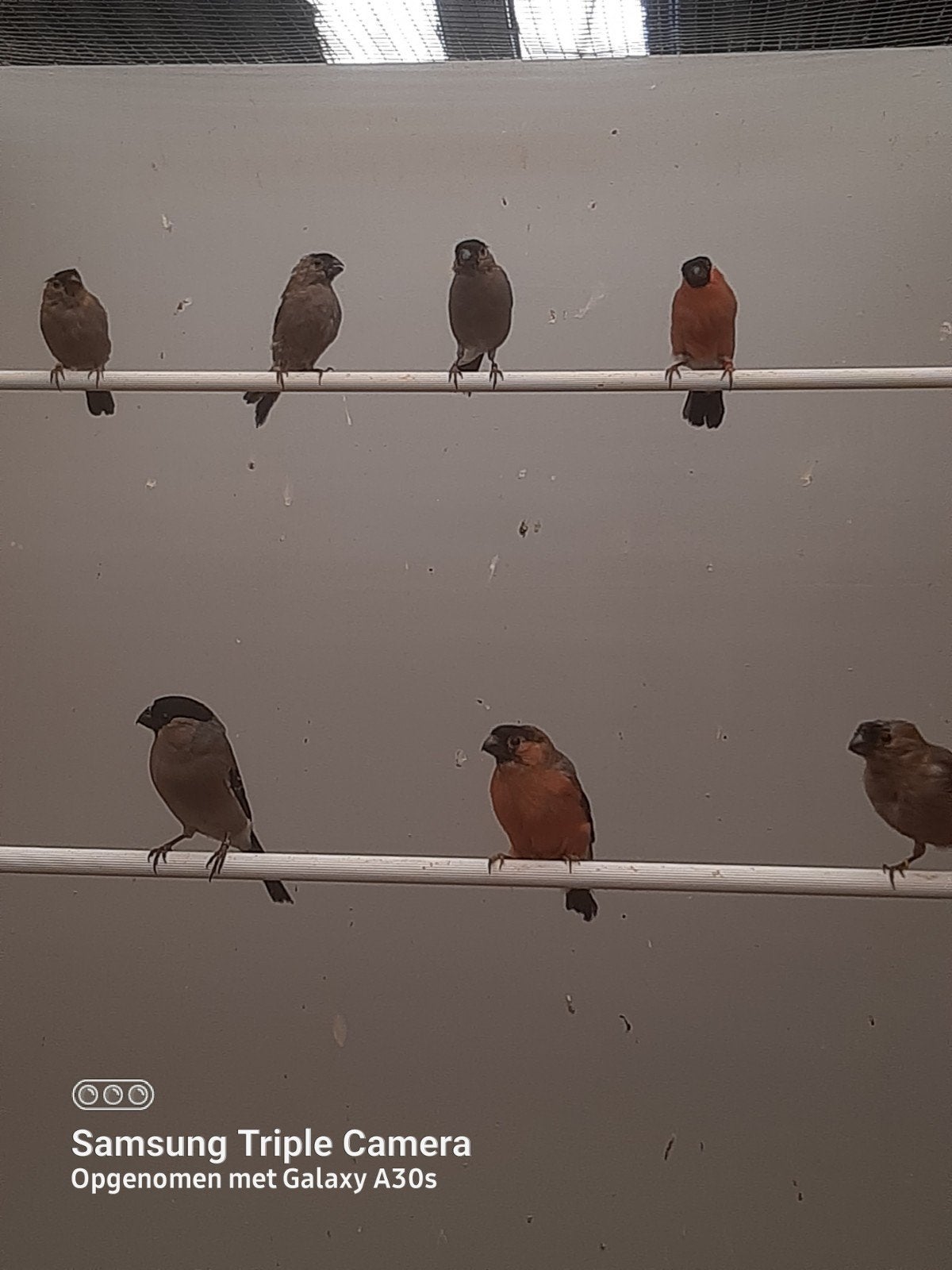 kleine Europese goudvinkjes