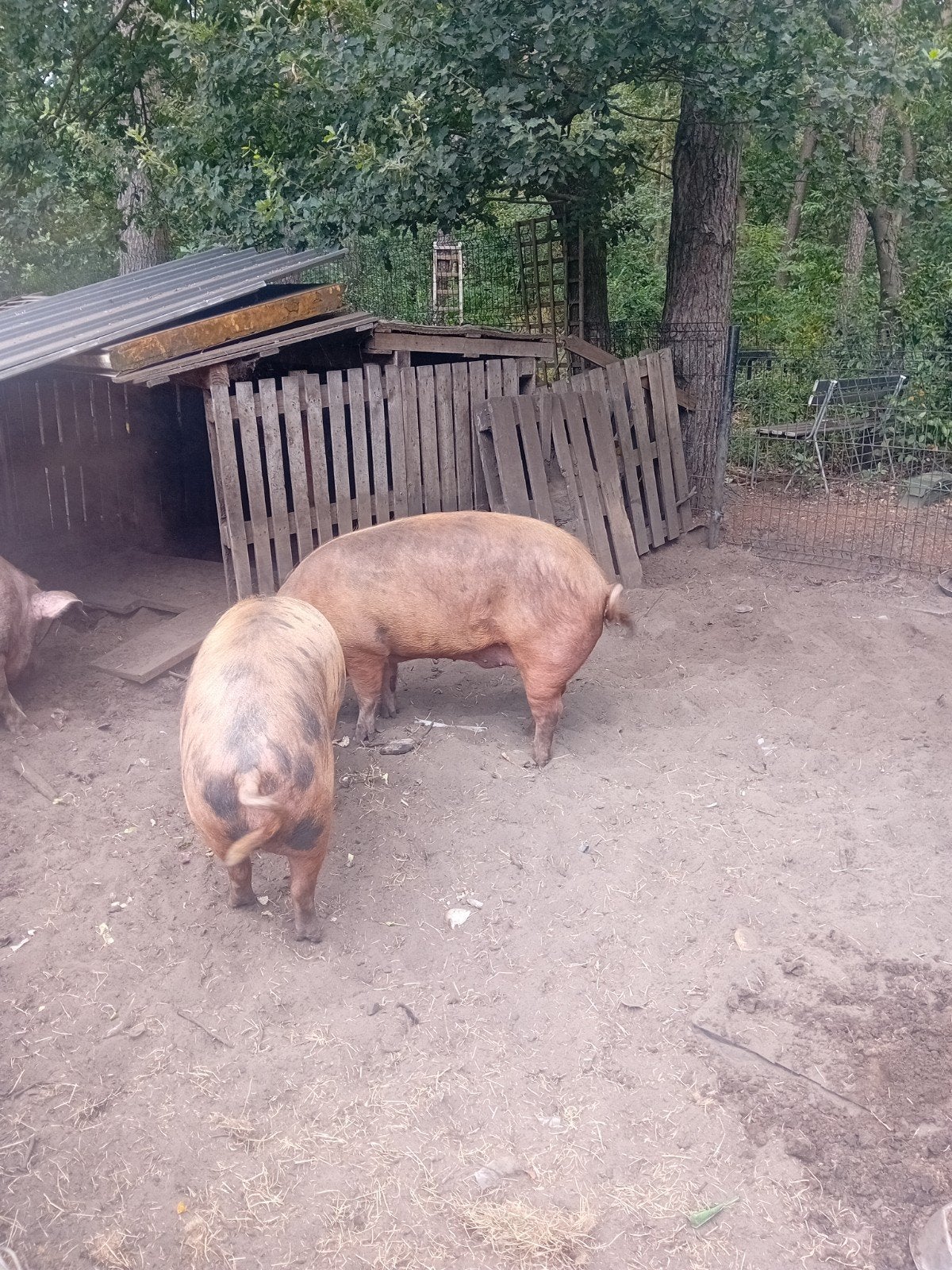 2 tamworth gecastreerde beren, Mâle, Porcs, 0 à 2 ans