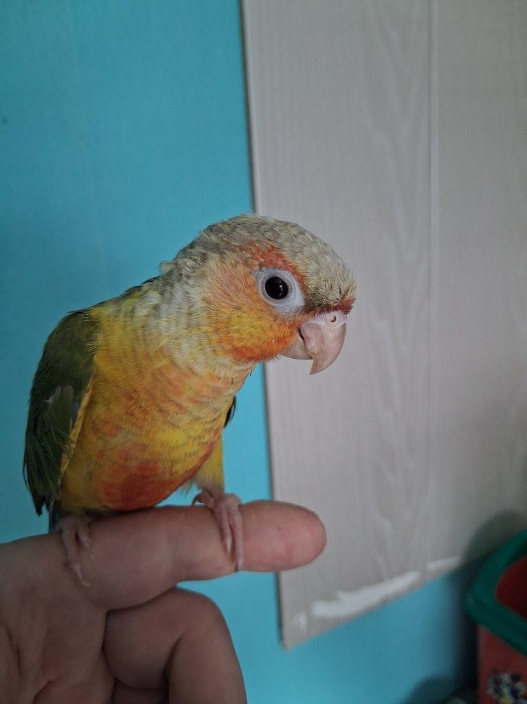 handtamme pyrruha, Meerdere dieren, Parkiet, Tam