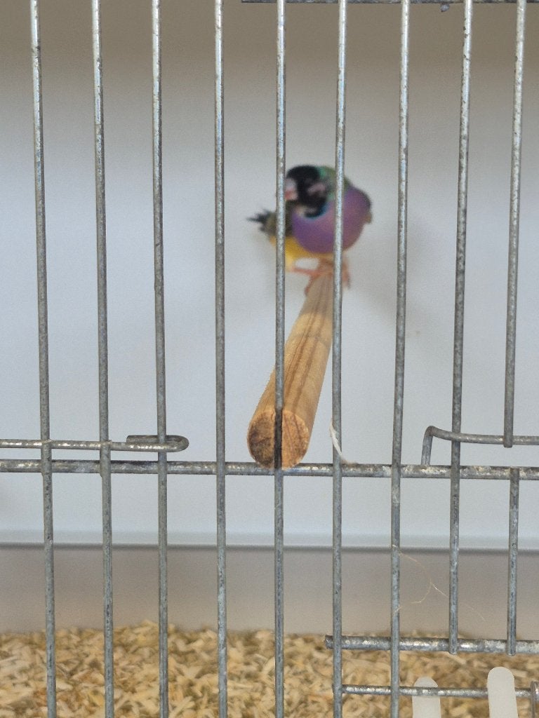 gouldamadine, Dieren en Toebehoren, Mannelijk, Bastaard