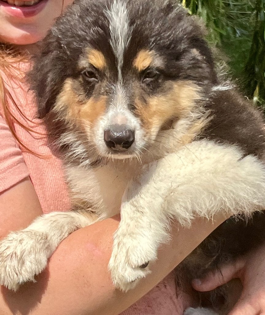 Border collie pups blue merle, tricolor, zwart-wit, België, Fokker | Hobbymatig, 8 tot 15 weken, Collie