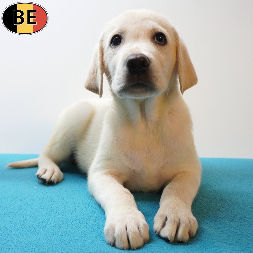 Labrador blond et noir, chiots belges à vendre, Animaux & Accessoires, Commerçant, 8 à 15 semaines, Labrador retriever, Plusieurs