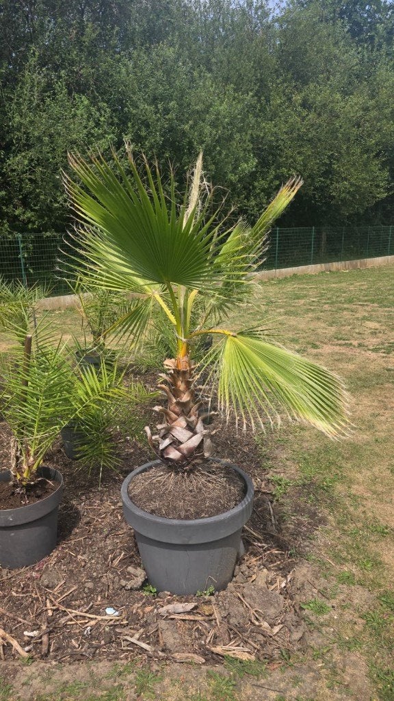 Palmbomen, Tuin en Terras, Ophalen, In pot, Palmboom