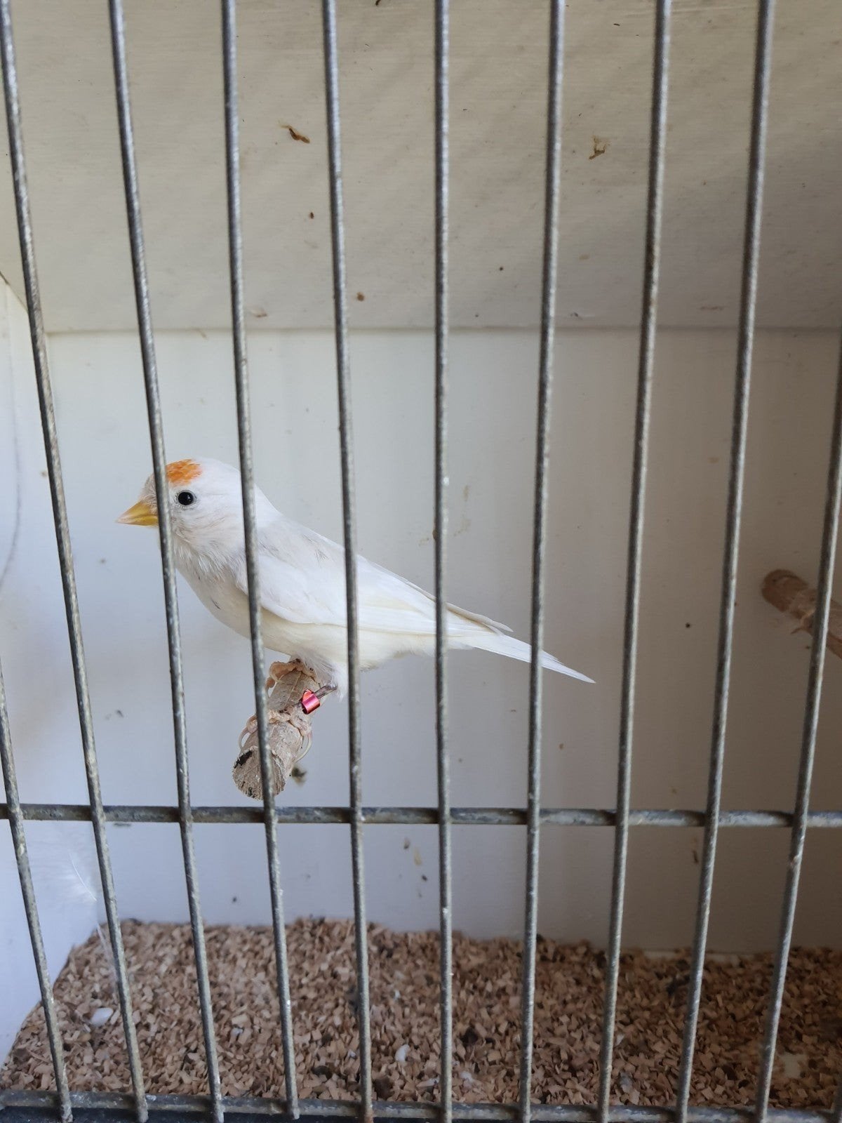 Barmsijzen, Dieren en Toebehoren, Meerdere dieren, Wildzangvogel, Geringd