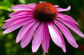 Echinacea Magnus, Tuin en Terras, Ophalen, Halfschaduw