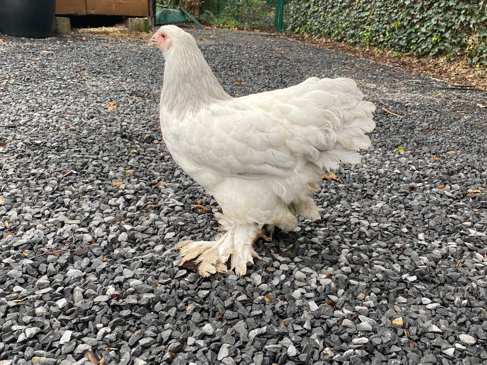 Brahma wit-blauw columbia hen, Dieren en Toebehoren