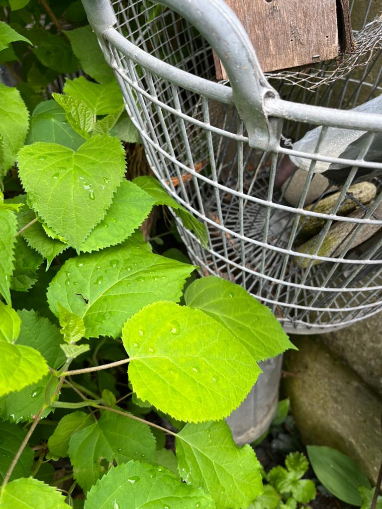 Panier à pommes de terre en fer, Enlèvement