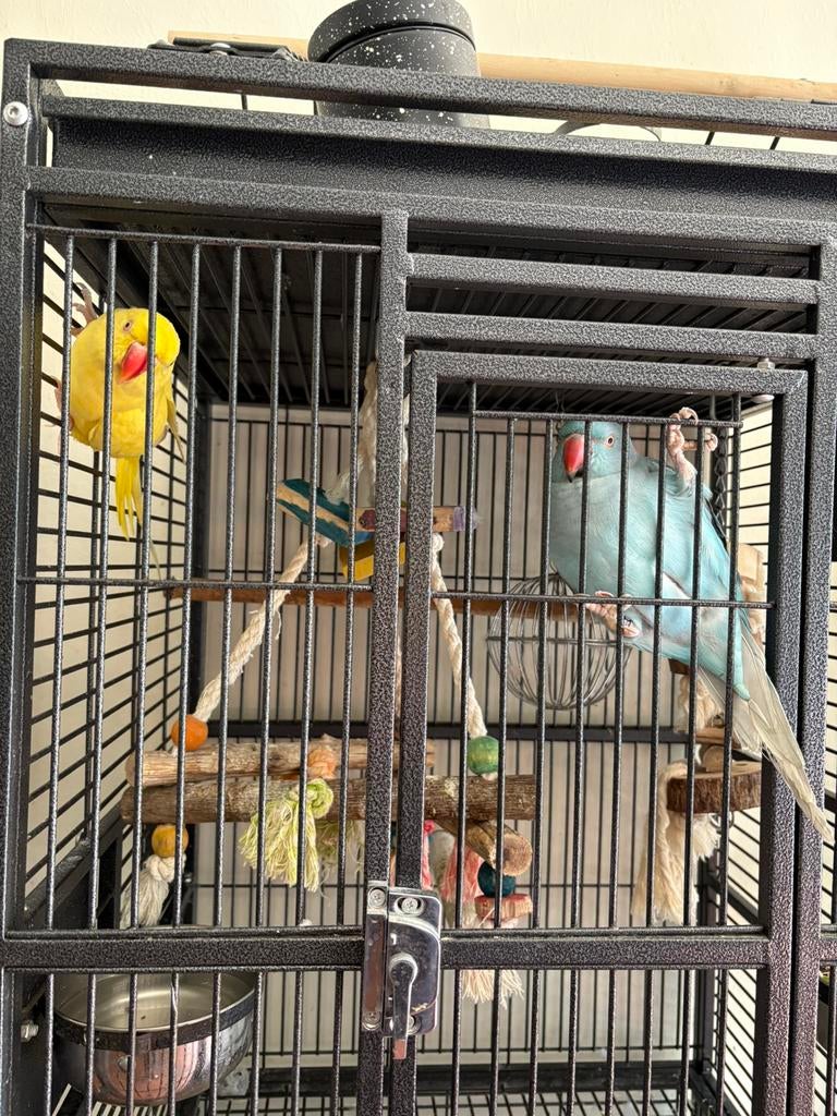 halsbandparkieten, Dieren en Toebehoren, Vogels | Parkieten en Papegaaien, Parkiet, Meerdere dieren, Pratend, Tam, Geringd