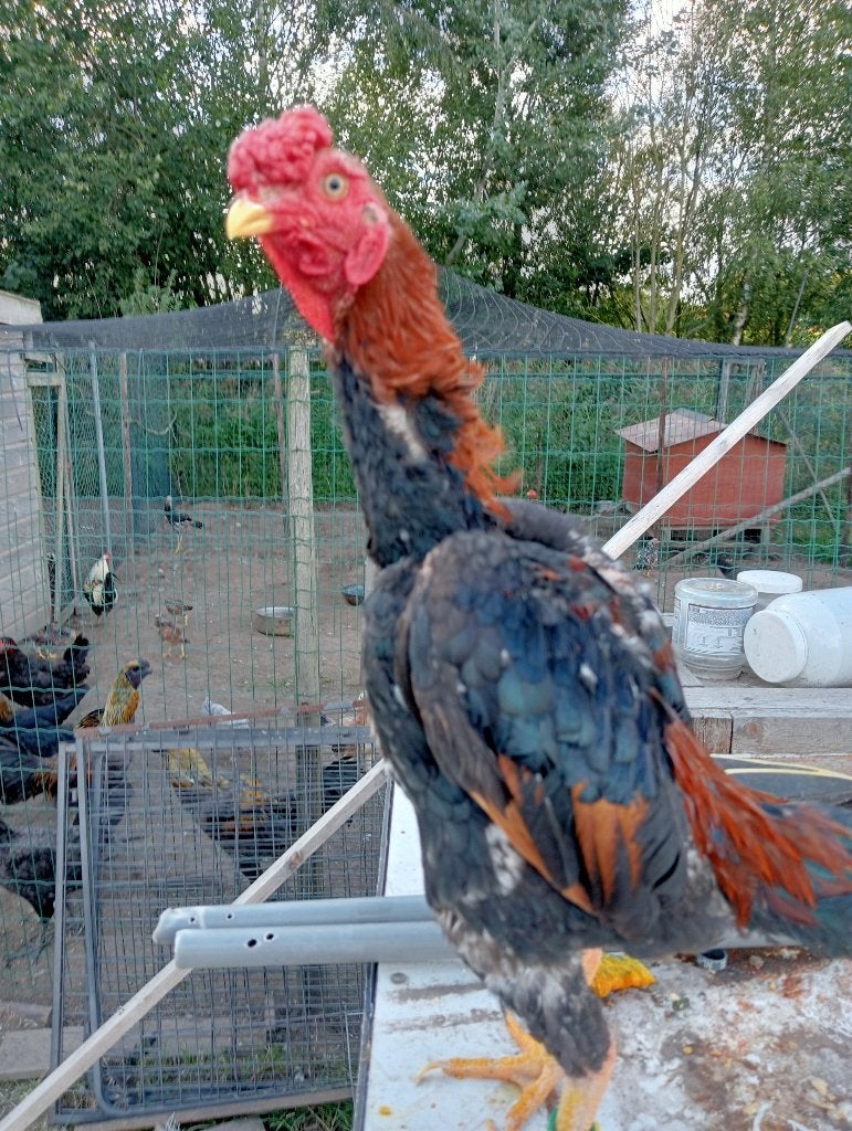 ko  shamo  koppel, Meerdere dieren, Kip