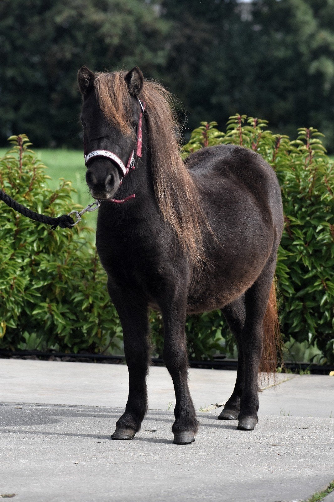 **HEEL KNAP EN LIEF MINI SHETLANDER RUINTJE**, Dieren en Toebehoren, Met stamboom, Ruin, Niet van toepassing, 0 tot 2 jaar