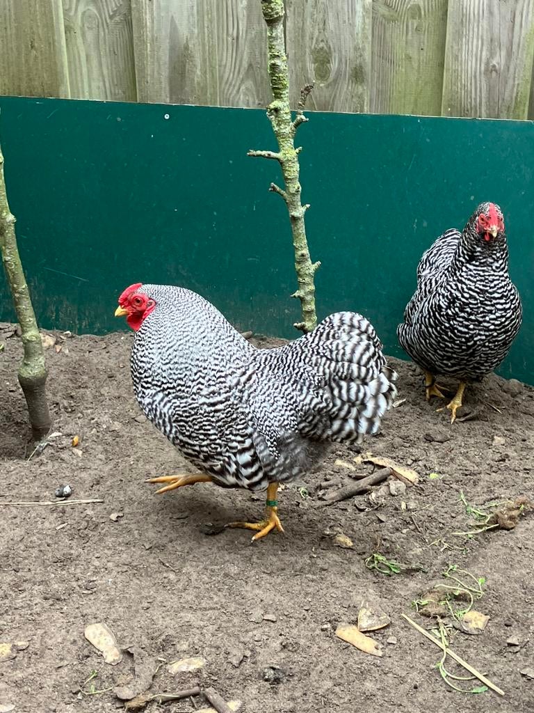 Wyandotte kriel gesteept, Dieren en Toebehoren