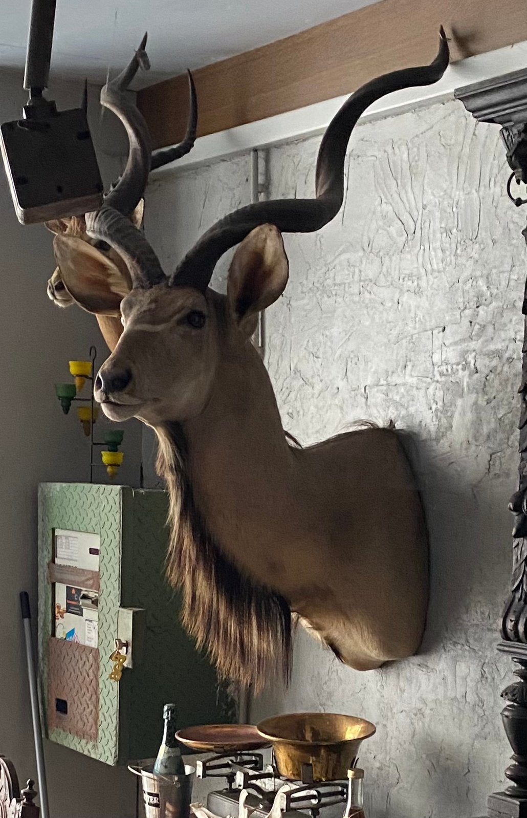 Mooie collectie taxidermie, Enlèvement, Comme neuf