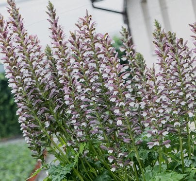 Acanthus 'White lips', Tuin en Terras, Planten | Tuinplanten, Ophalen, Zomer, Vaste plant, Volle zon