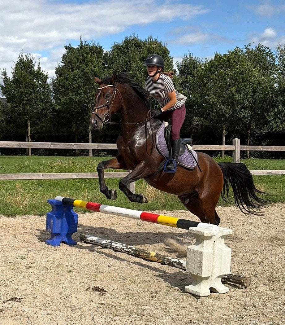 super new forest, Dieren en Toebehoren, Springpaard, Minder dan 160 cm, Ruin, Zadelmak