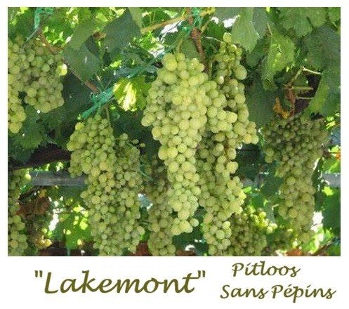 PLANTS DE RAISINS «CHASSELAS DORÉ» DÉLICIEUX RAISINS BLANCS, Enlèvement ou Envoi, Printemps, Plein soleil, Plantes fruitières