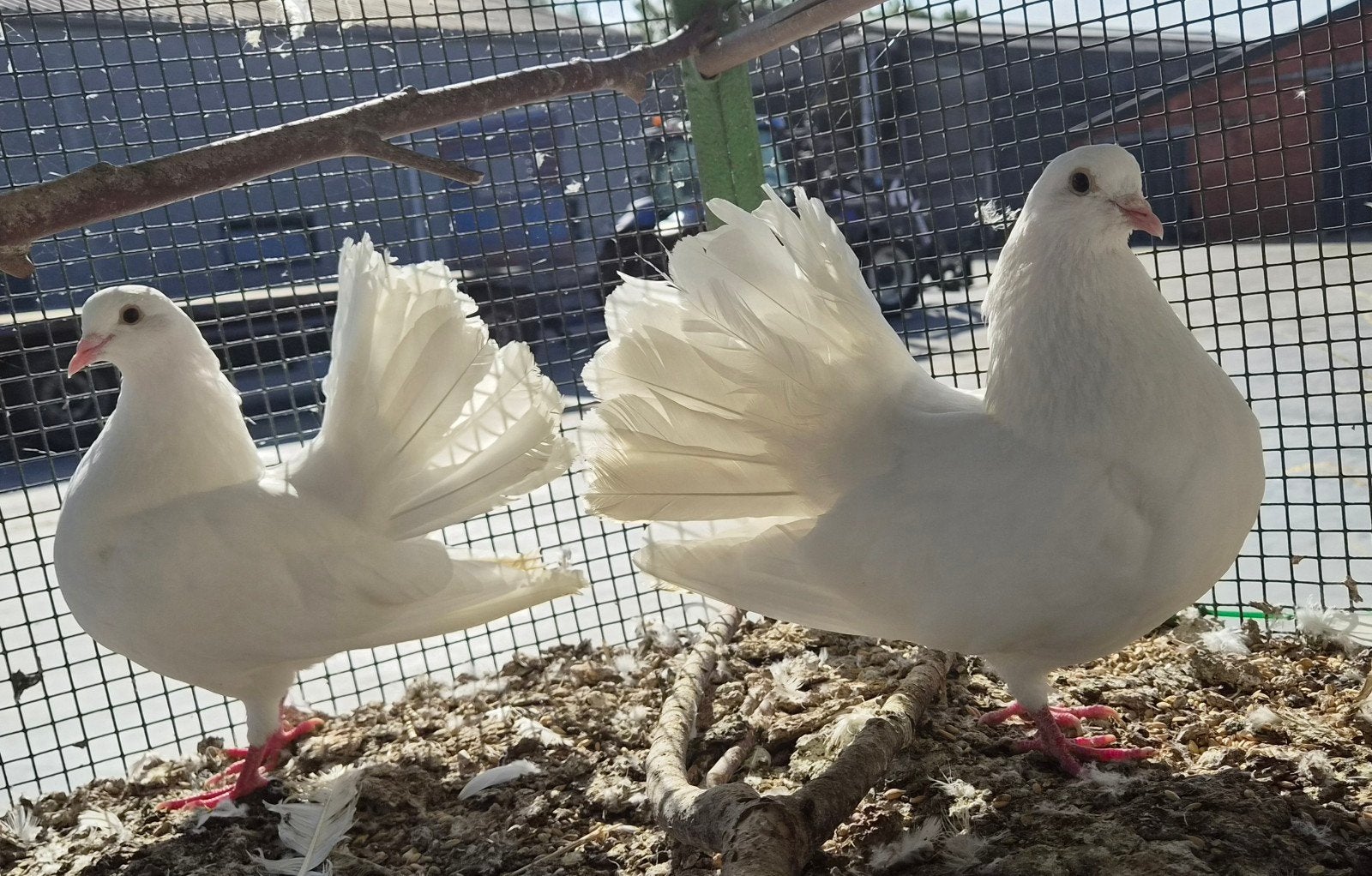 Mooi koppel witte sierduiven, Plusieurs animaux
