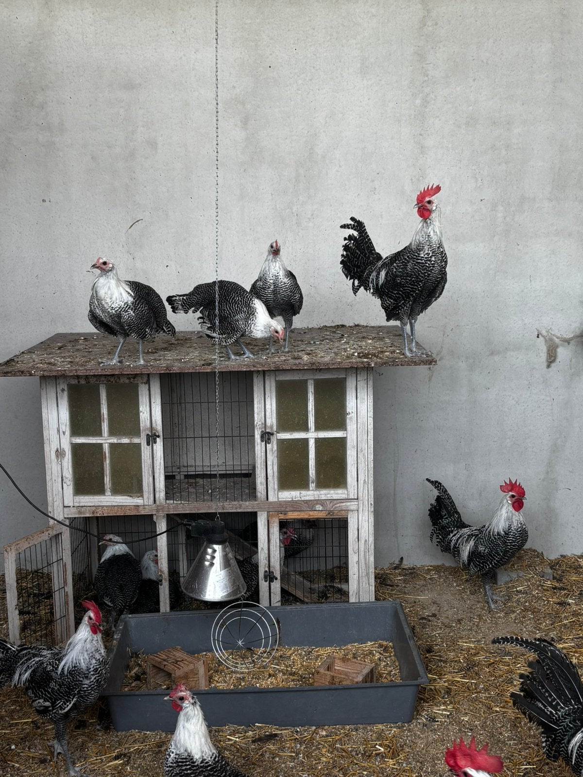 Zilverbrakel hannen, Mâle, Poule ou poulet