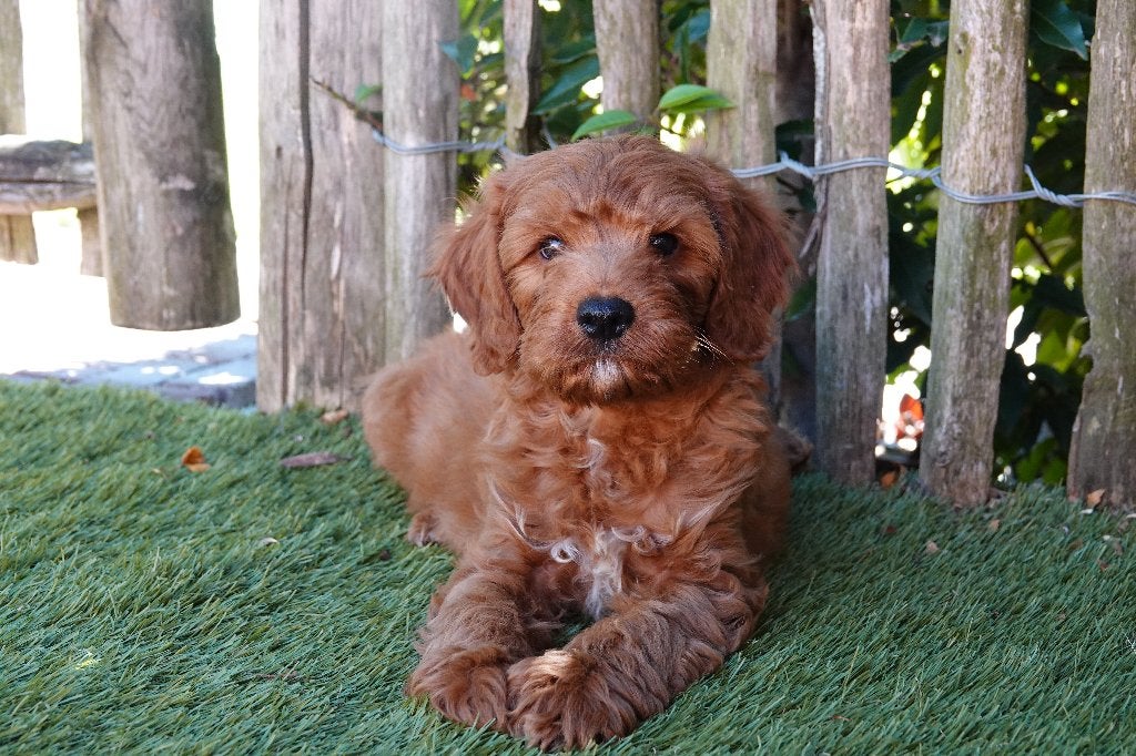 Prachtige abrikoos/rode Cavapoo pups, Dieren en Toebehoren, Honden | Chihuahua's en Gezelschapshonden, België, Overige rassen