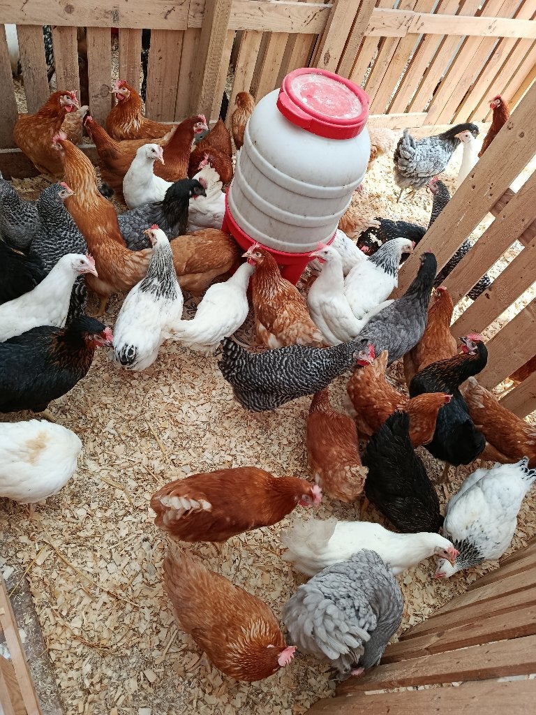 ZA / ZONDAG OPEN LEGKIPPEN & KLEURLEGGERS, Dieren en Toebehoren, Pluimvee, Vrouwelijk, Kip