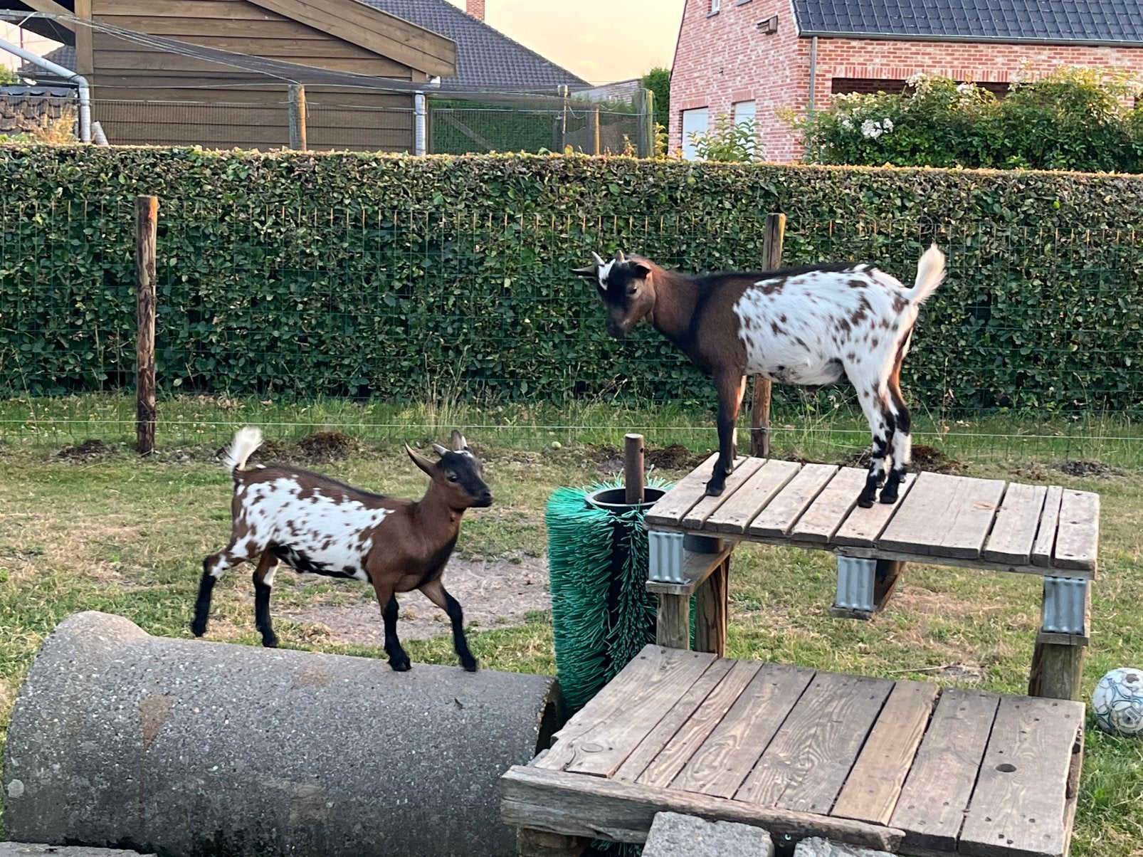 Jonge dwerggeiten, Dieren en Toebehoren, Geit, 0 tot 2 jaar