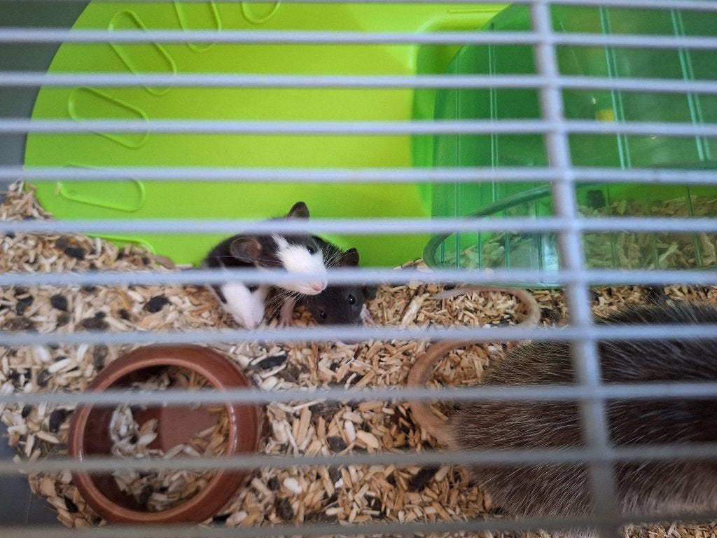 Rat te koop, Dieren en Toebehoren, Rat, Meerdere dieren, Tam, September