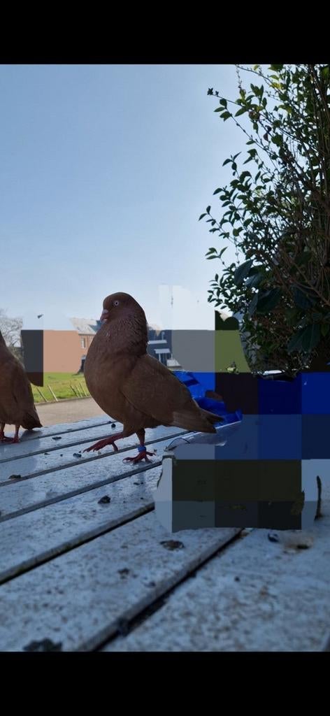 3 Belgiche tuimelaars duiven te koop  + 2 babys gratis, Dieren en Toebehoren