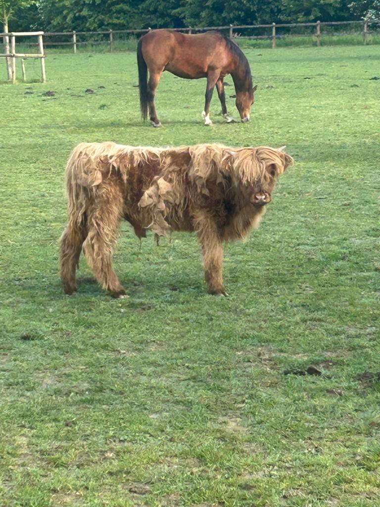 Hooglander stier, Dieren en Toebehoren, September, Mannelijk