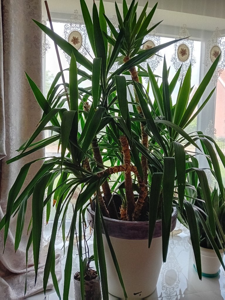 Yucca, Tuin en Terras, Ophalen