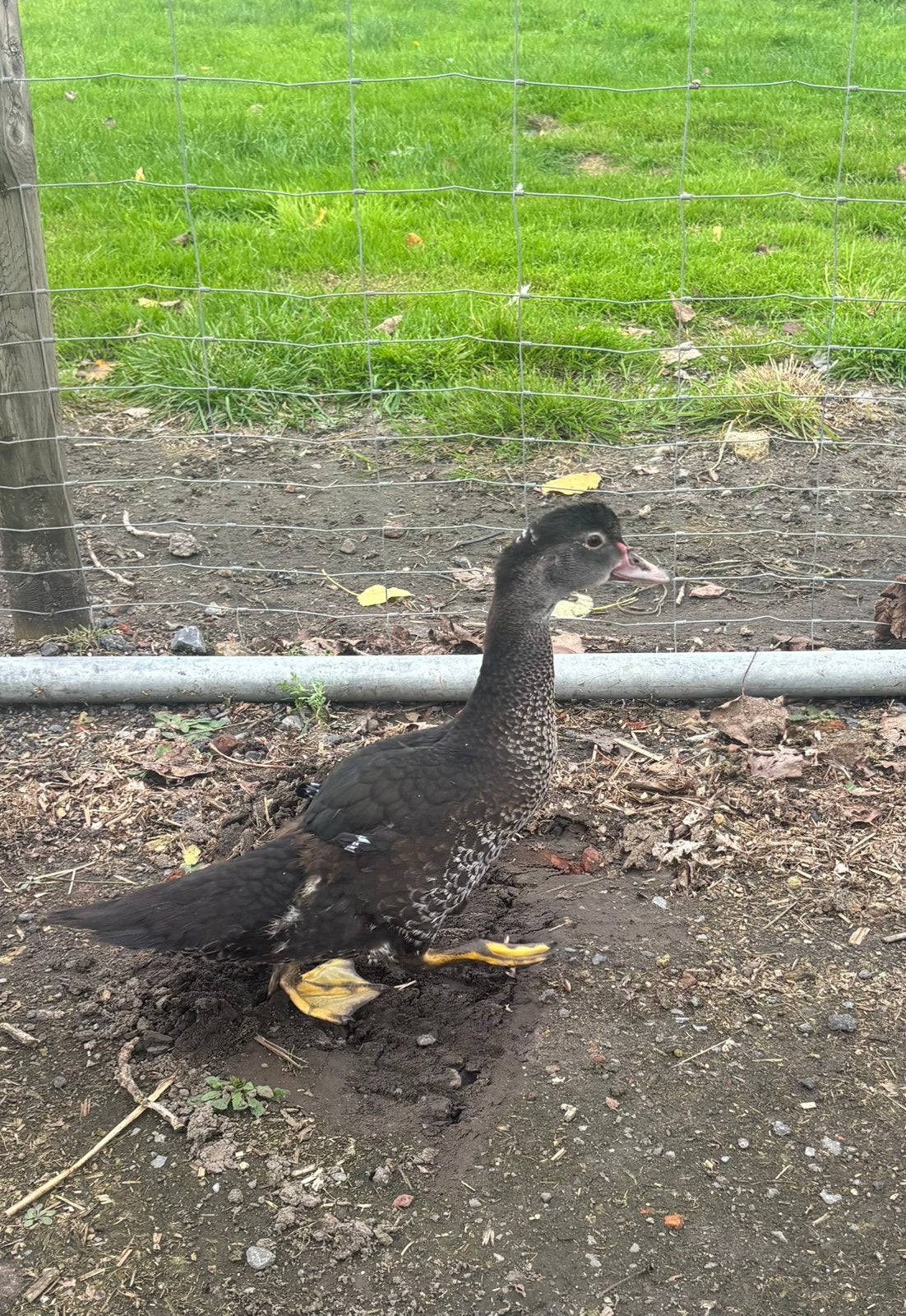 Mannelijke jonge barberie eenden te koop, Animaux & Accessoires, Mâle, Canard