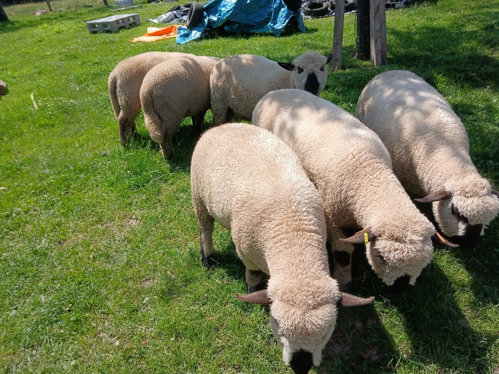 Moutons, Animaux & Accessoires, Janvier, Mâle