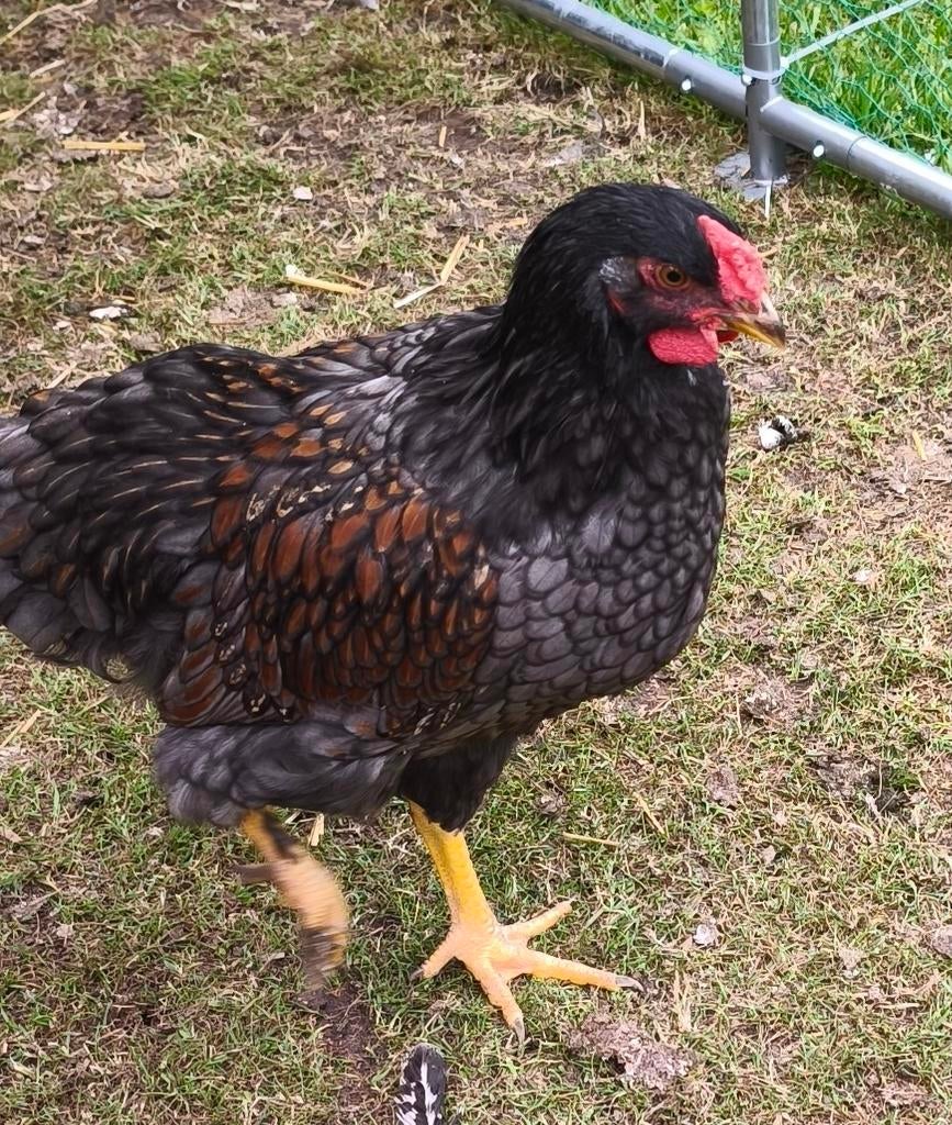 Jonge Barnevelder haan, Dieren en Toebehoren, Pluimvee