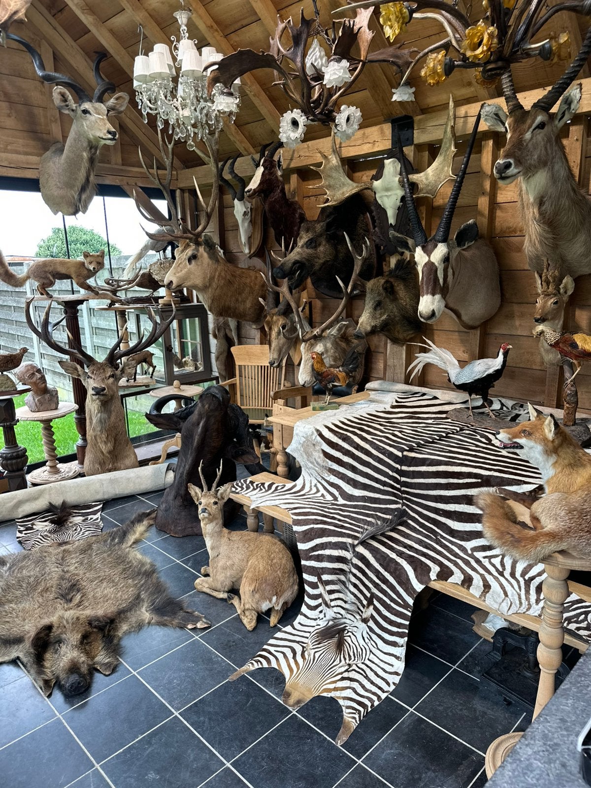 Te koop taxidermie, Enlèvement
