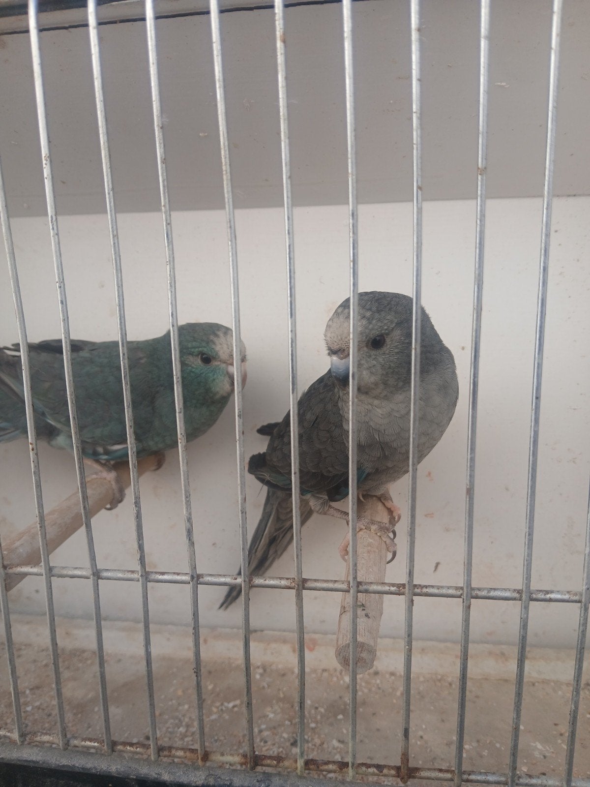 kakariki