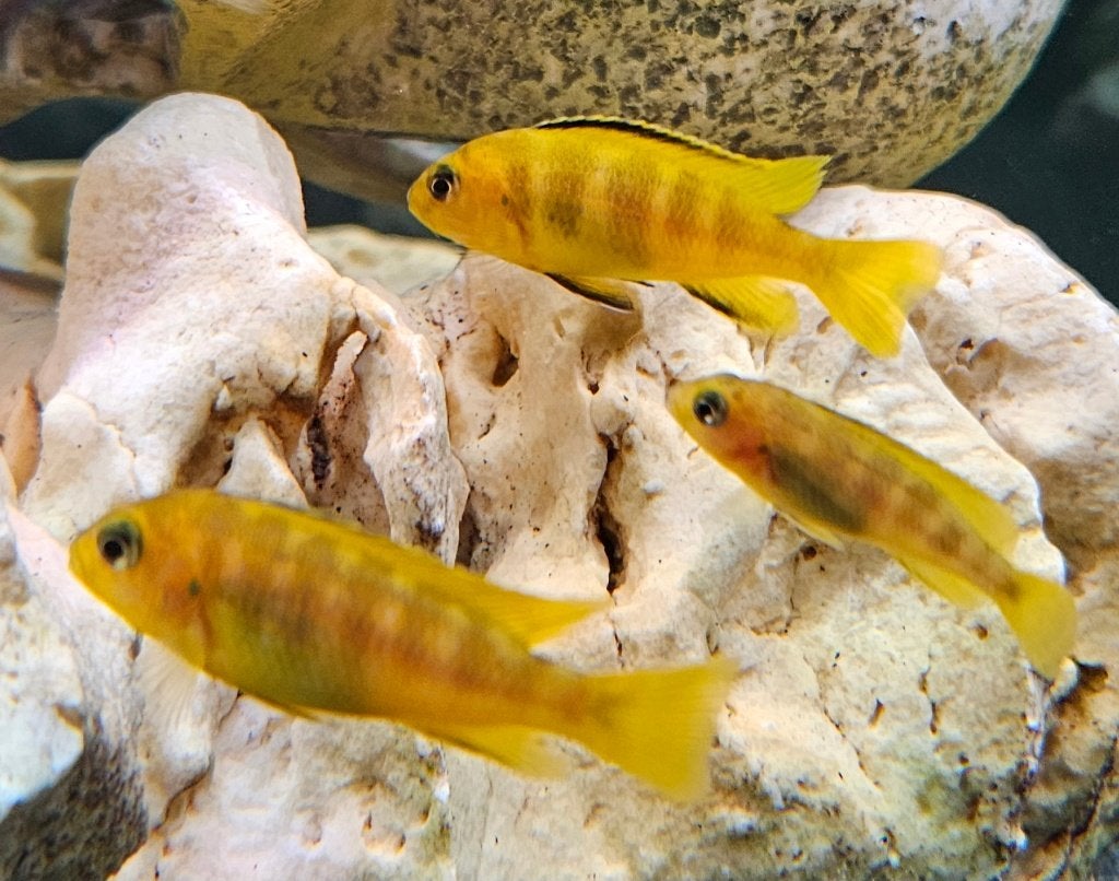 Chidonga Saulosi malawi cichliden, Vis, Zoetwatervis
