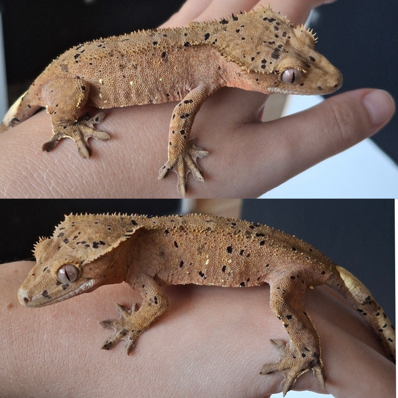 4 prachtige wimpergekko's/crested geckos (0.1.3), Animaux & Accessoires, Lézard, 0 à 2 ans
