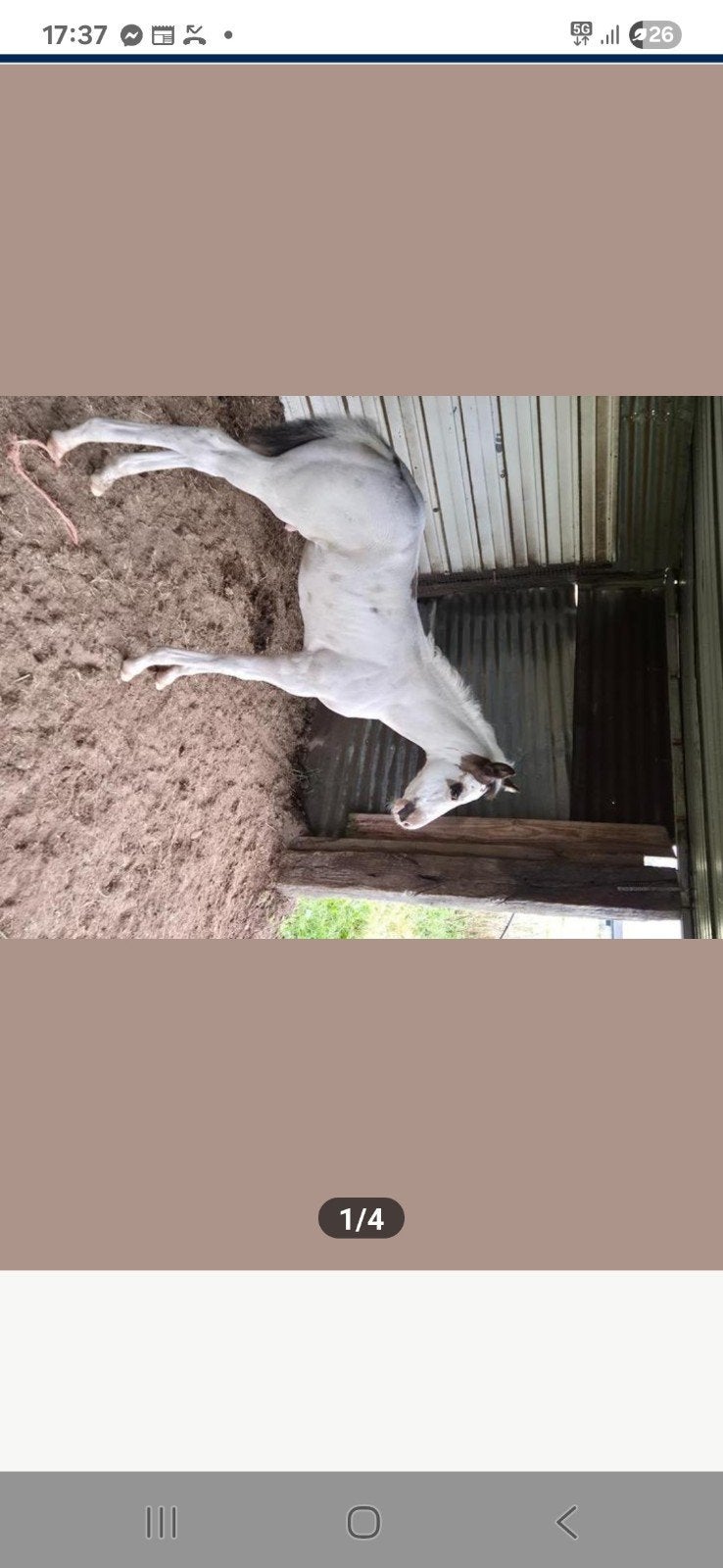 paint overo 11.06.2025, Dieren en Toebehoren, Minder dan 160 cm, Met stamboom, 0 tot 2 jaar, Hengst