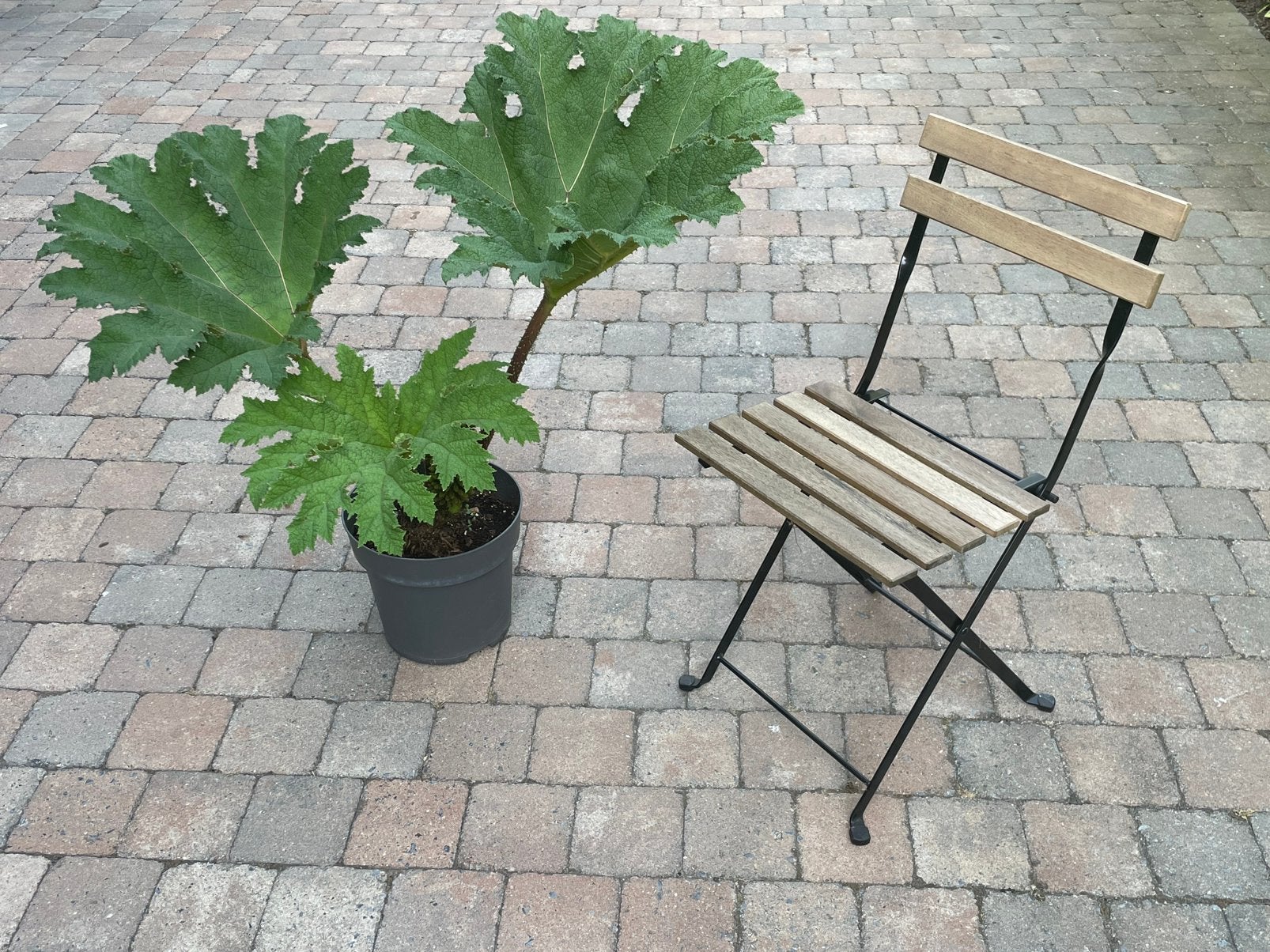 Gunnera mammoetblad, Ophalen